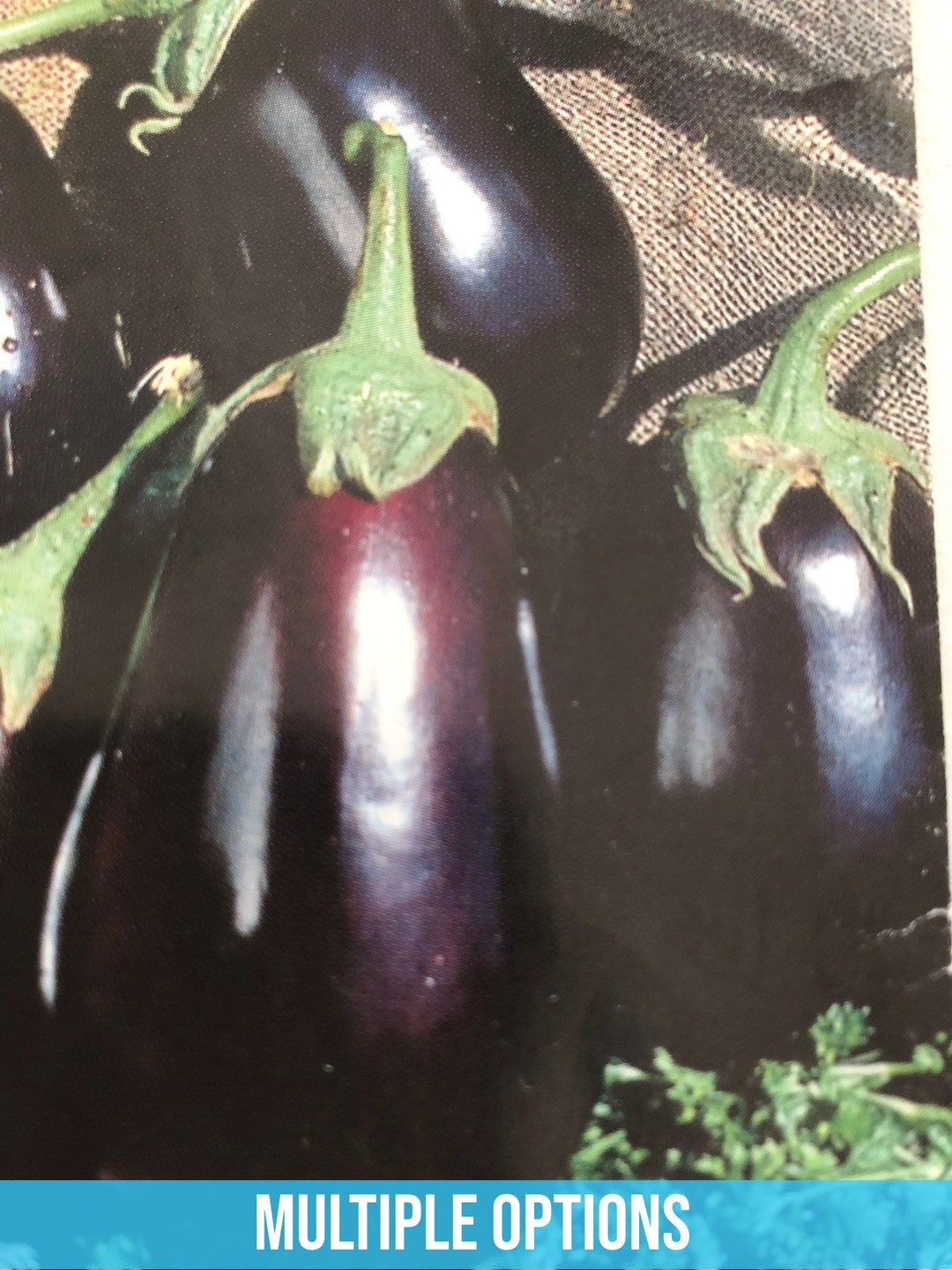thumbnail image 2 of Country Creek Black Beauty Eggplant Seeds - Heirloom, Non-GMO, 100 Seeds, Vegetable Garden 2 of 3