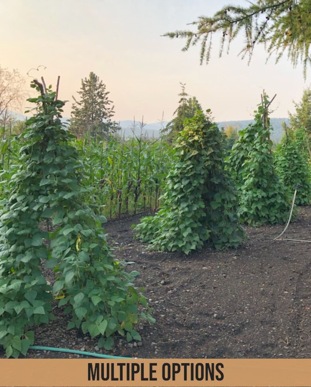 Pole Beans, Heirloom and Non-gmo Seeds (multiple Varieties) - Etsy