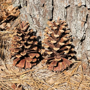 May include: Two large brown pine cones with a rough texture, lying on a bed of brown pine needles and twigs against a backdrop of a tree trunk.