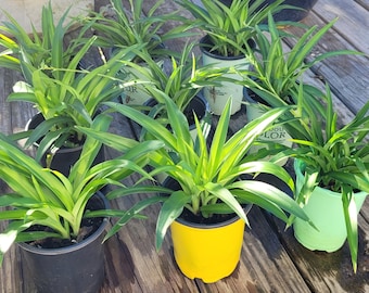 Green Spider plant