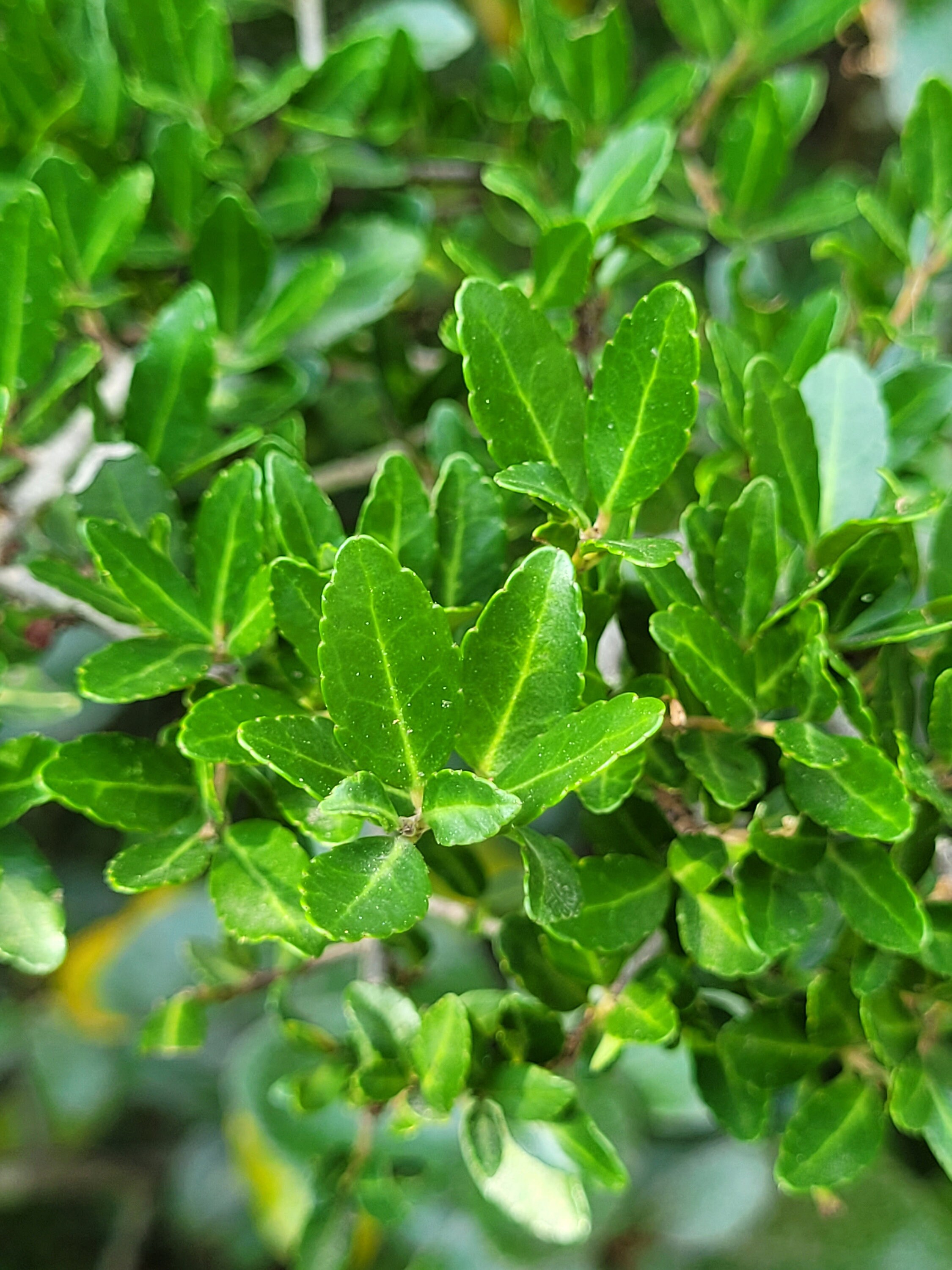 Yaupon Holly - Etsy