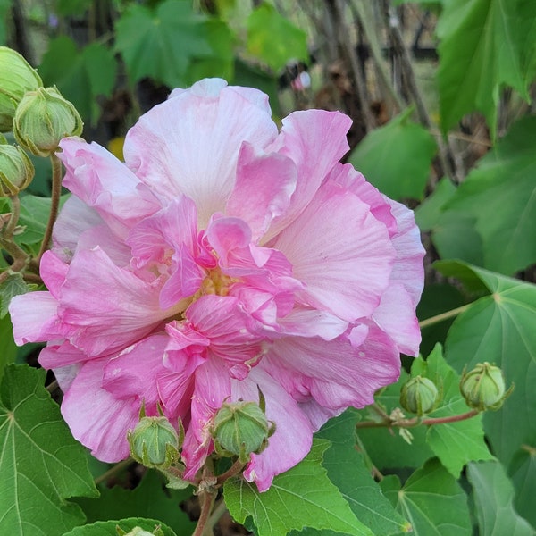 Confederate rose - Hibiscus mutabilis