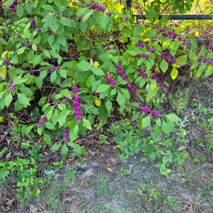 American Beauty berry - Callicarpa americana