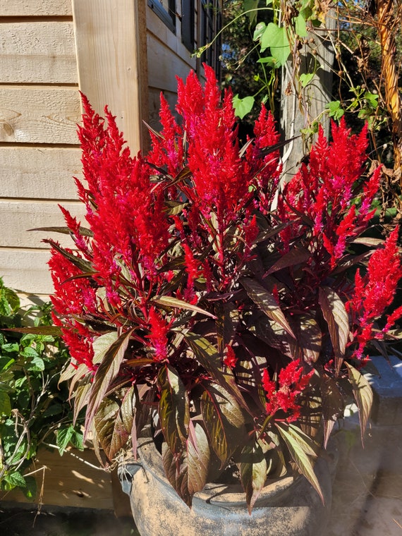 Buy Dragons Breath Celosia Plumosa Online in India - Etsy