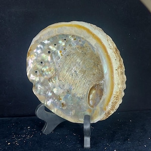 14cm Natural white Abalone Shell from Mexico - Sage Burning Bowl for Smudging Rituals - Sacred Ceremonial Tool with Rainbow Hues
