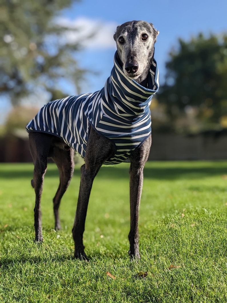 Striped Vest for Greyhound / Whippet / Lurcher Jumper Pyjamas in Blue ...
