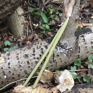 May include: Two long, thin, light green candles are lying on a log in a woodland setting. The candles are tied together with a white string.