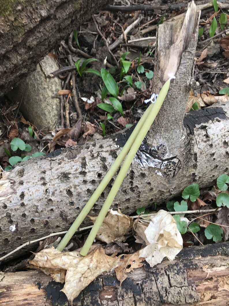May include: Two long, thin, light green candles are lying on a log in a woodland setting. The candles are tied together with a white string.