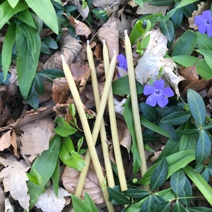 May include: Five natural beeswax candles arranged on a bed of green leaves and brown fallen leaves. The candles are a pale yellow colour and are about 10 inches long.