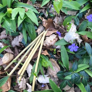 May include: Four natural, beige, bamboo straws lying on a bed of green leaves and brown, dried leaves. The straws are arranged in a fan shape.