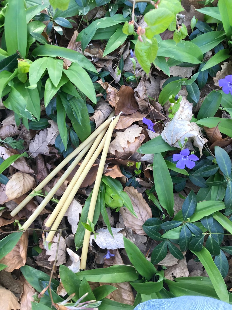 May include: Four natural, beige, bamboo straws lying on a bed of green leaves and brown, dried leaves. The straws are arranged in a fan shape.