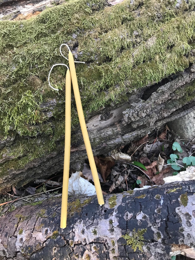 May include: Two long, thin, yellow beeswax candles with white wicks. The candles are lying on a mossy log.