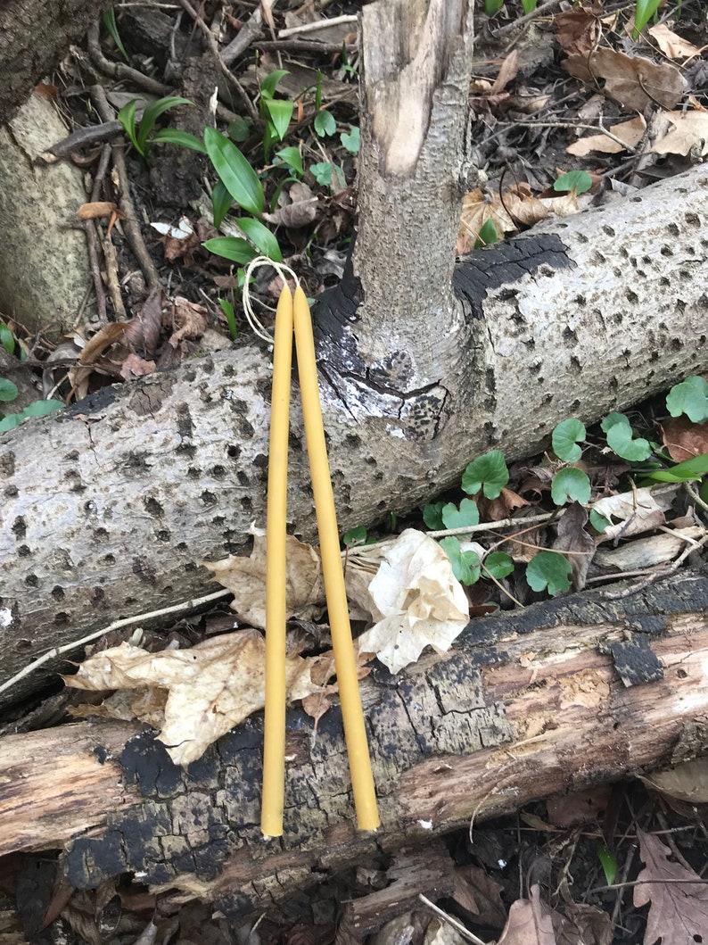 May include: Two long, thin, yellow beeswax candles on a brown, weathered log with green leaves and brown twigs in the background.