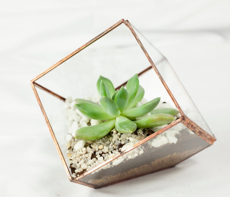 Terrarium Cube container for plants glass design in glass image 2