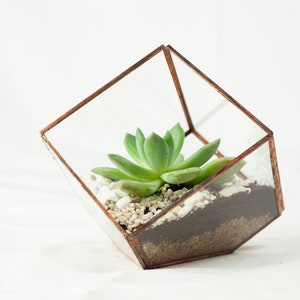 Terrarium Cube container for plants glass design in glass image 4