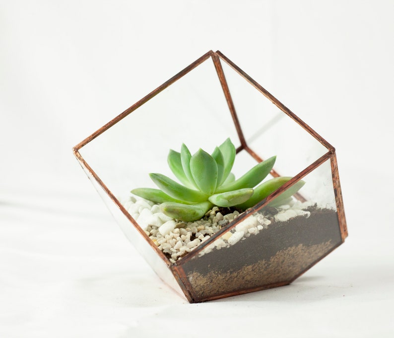 Terrarium Cube container for plants glass design in glass image 4