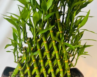 Lucky bamboo arrangement