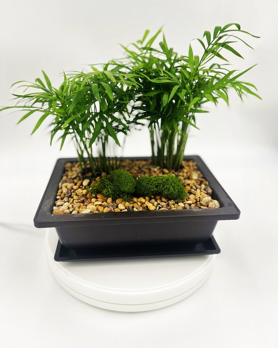 Palm bonsai deals