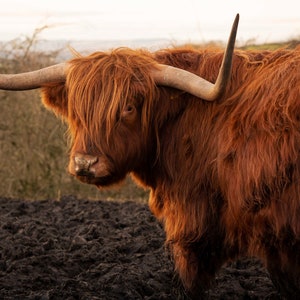 Highland Cow
