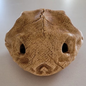Venesaur skull