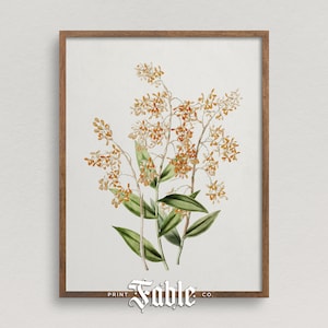 Vintage Orange Floral Illustration | Botanical Flower Drawing | Printable Art | Digital Download