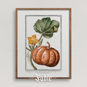 Vintage Pumpkin Illustration | Fall Botanical Drawing | Printable Art
