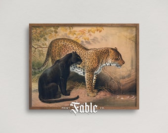 Rulers of the Jungle | Vintage Leopard Panther Drawing | Printable Art | Digital Download