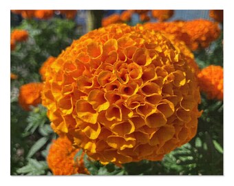 Orange Marigold Flower Puzzle 150 Pieces | Vibrant Floral Photography Gift | Frameable Wall Art