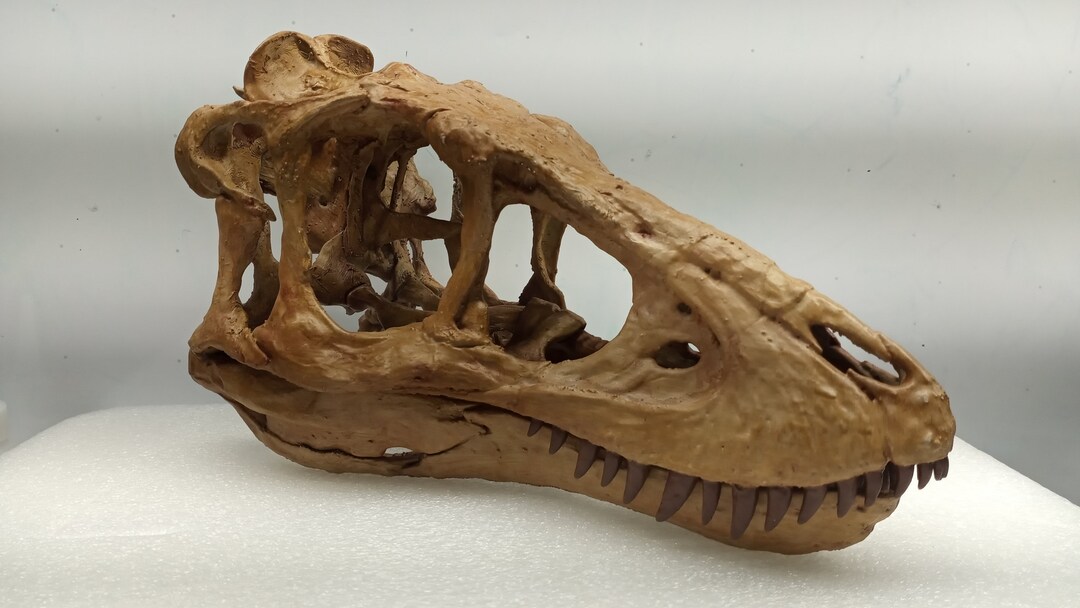 3D Printed Juvenile T-rex Skull - Etsy