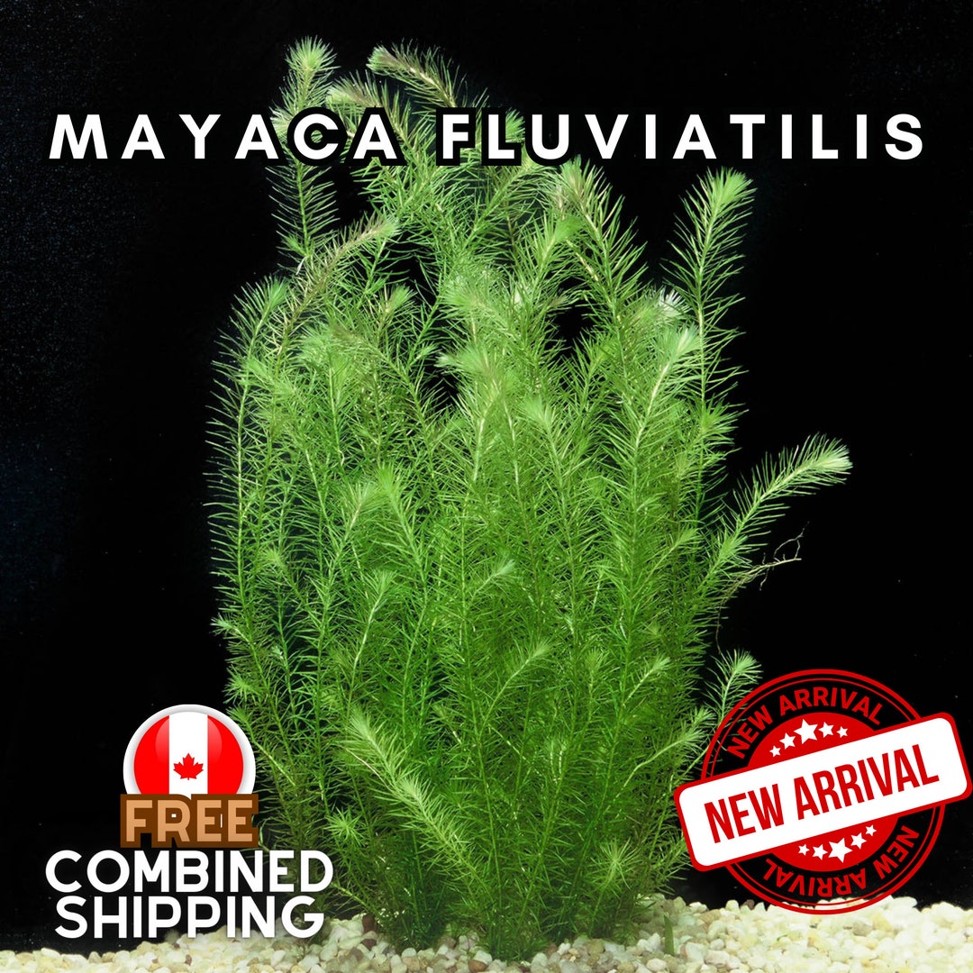 Mayaca Fluviatilis Aquatic Plants Canada Seller Combined Shipping Etsy