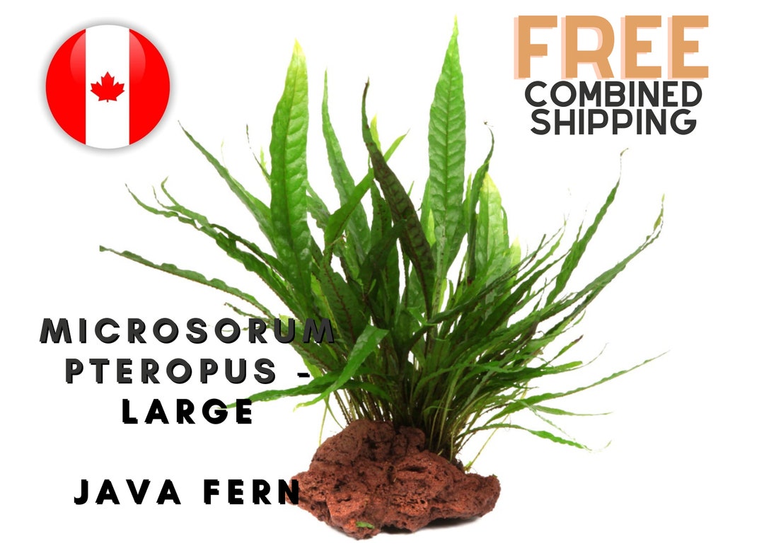 Java Fern Microsorum Pteropus xl 6-10 Leaves Easy Aquarium Plants ...