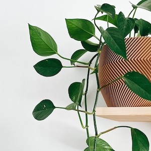 Indoor Planter - The Zebra - 3D Printed Flower Pot for Plant Lovers