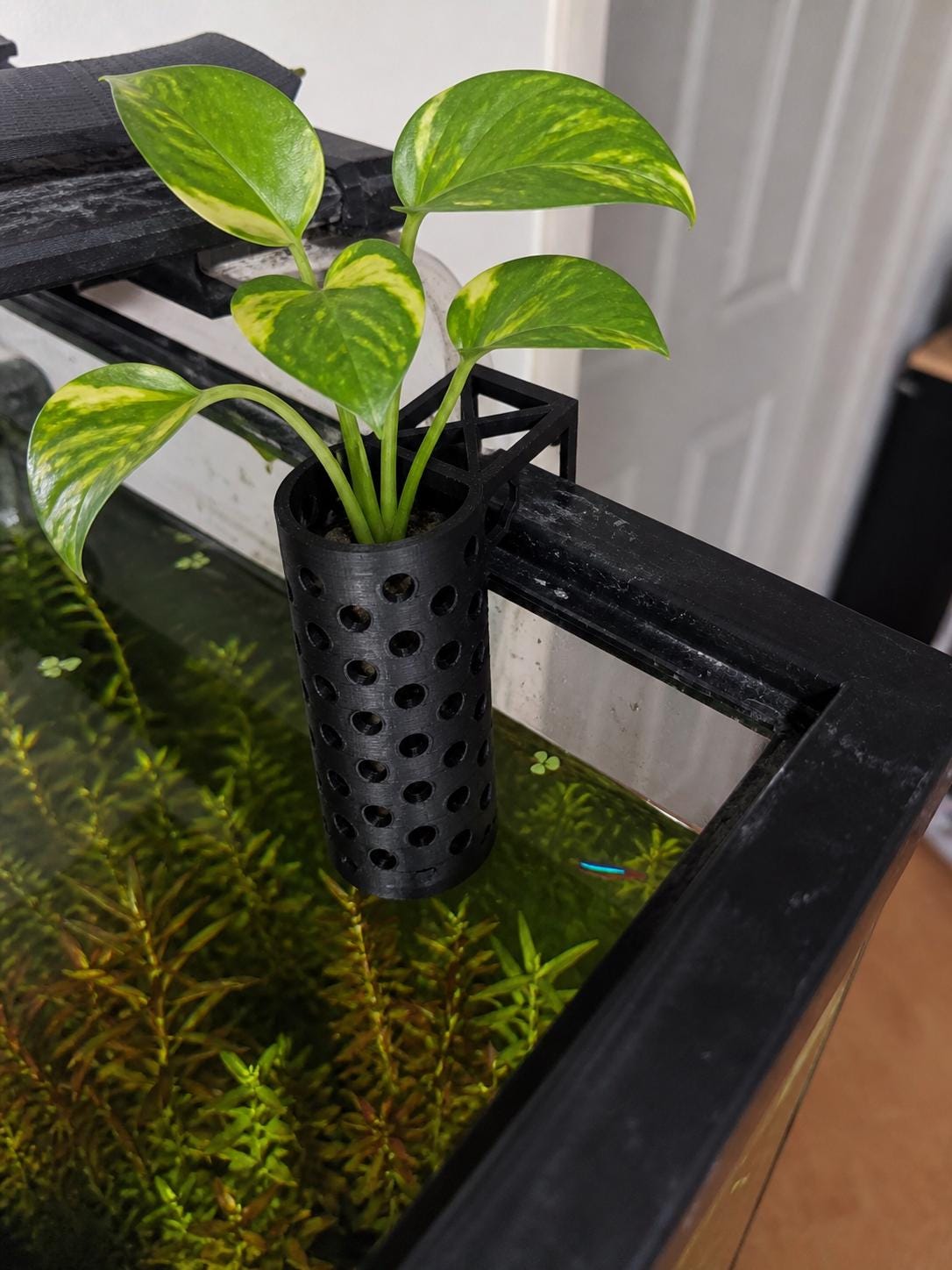 Pothos Holder Aquarium - Etsy