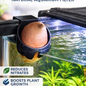 May include: A black sweet potato holder with a brown sweet potato inside, placed in an aquarium. The text on the image says "Sweet Potato Holder, Natural Aquarium Filter". Additional text indicates it reduces nitrates, boosts plant growth, and is easy to use.