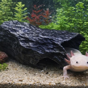 Puede incluir: Un ajolote de color rosa claro con branquias plumosas, en un acuario de agua dulce. El ajolote está cerca de una formación rocosa de color gris oscuro, rodeado de plantas acuáticas verdes y un sustrato arenoso.