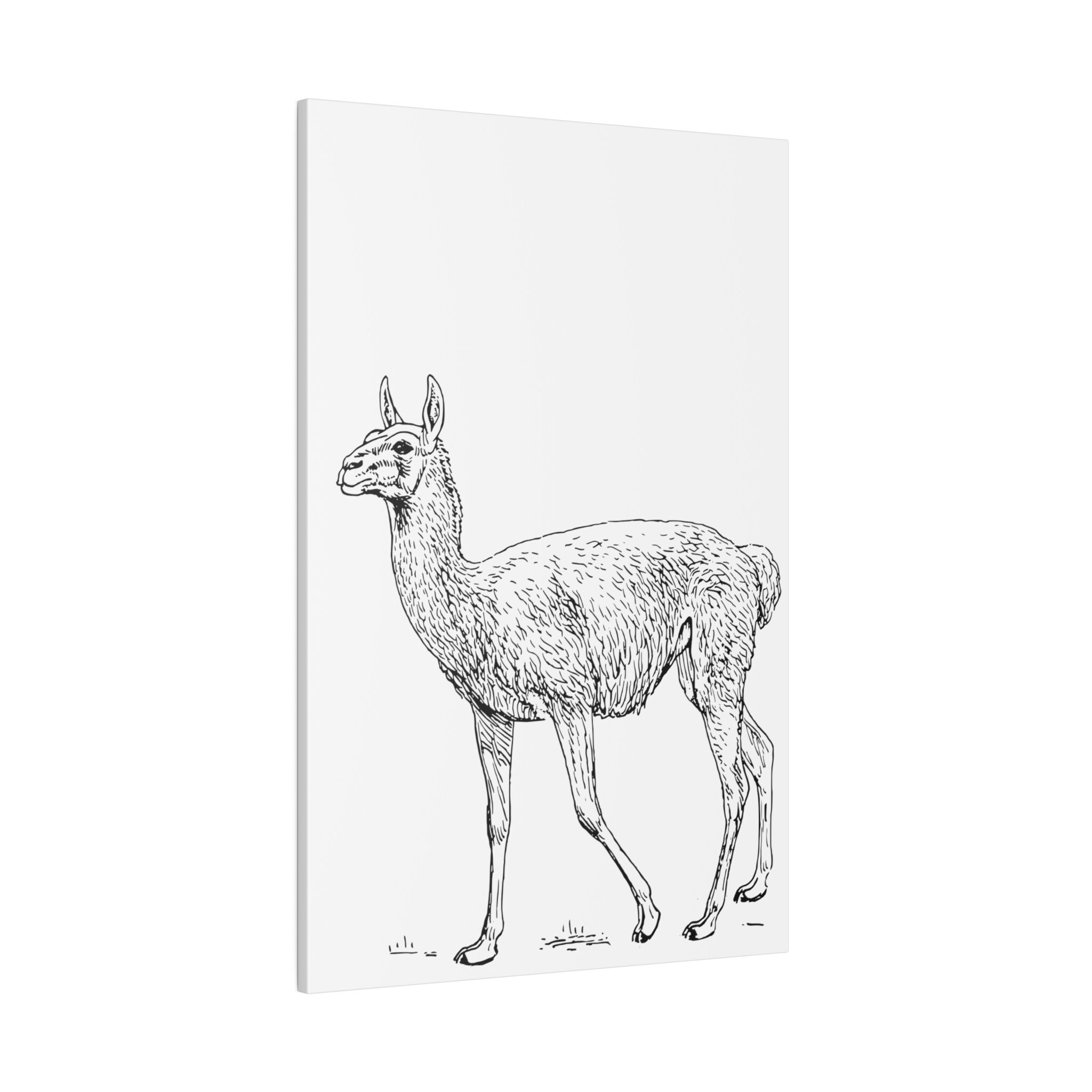 Llama Predrawn Canvas for Adults Multiple Sizes Etsy