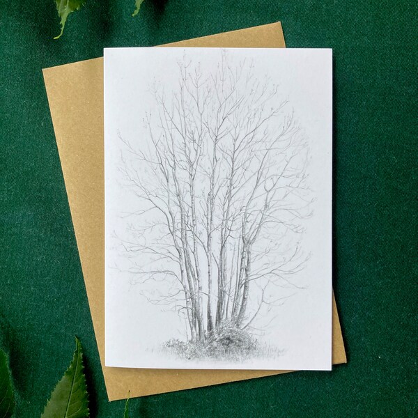 Coppiced ash greetings card - Luxury fine art card - Intricate graphite drawing - A6 greetings card