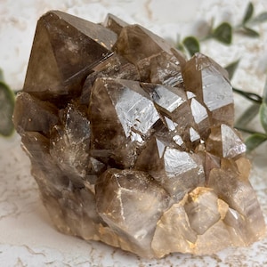 Pode incluir: Um aglomerado de cristais de quartzo fumê com pontas translúcidas em tons de cinza acastanhado e facetas geométricas nítidas. A formação mineral exibe profundidades de cor variadas, variando de marrom chocolate profundo a seções claras.
