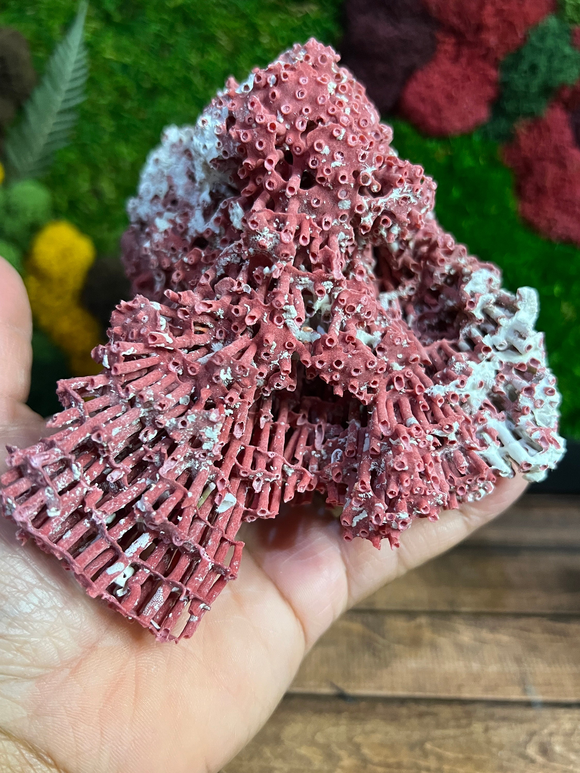 Red Pipe Organ Coral 