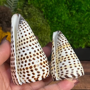 Leopard cone shell