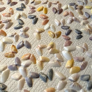 May include: A collection of seashells arranged in a pattern on a white surface. The shells are various shades of white, pink, and purple. Some of the shells are arranged in pairs, while others are arranged in groups of three.