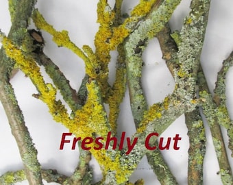 Peut inclure: Un bouquet de branches fraîchement coupées avec du lichen vert et jaune qui pousse dessus.