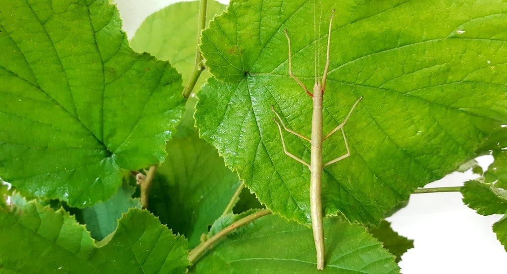 Stick Inect Food XL Box - Freshly Picked Stick Insect Food 100+ Sticks! Leaf Megamix ...