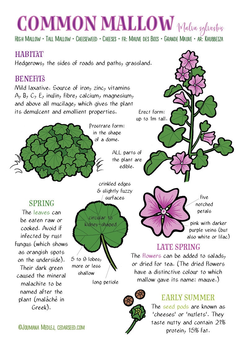 Wonder Mallow 1 X Potted Mallow Plant - Edible Flowers, Useful Superfood, Perennial ...