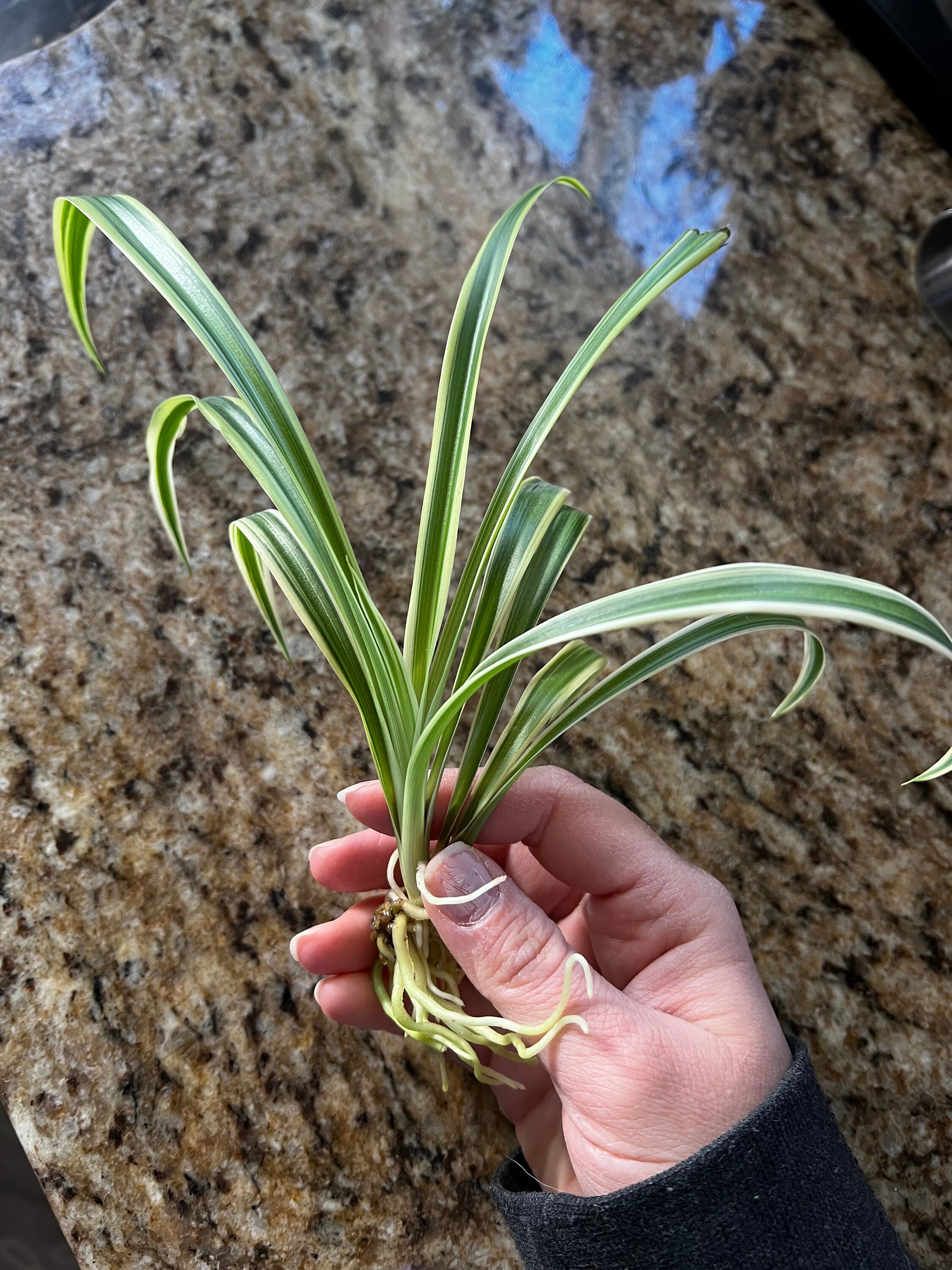 1-or-2-reverse-variegated-spider-plant-babies-not-full-grown-etsy