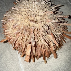 Large Spiny Regal Thorny Oyster Spondylus Regius