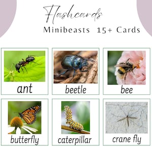 Schede Flash delle Minibeast Carte di identificazione delle Minibeast Carte delle Minibeast Studio delle Minibeast