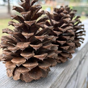 Pine Cones