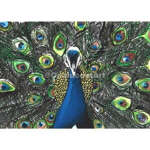 Carte piegate da 10 pezzi: pittura ad acquerello di pavone, arte degli uccelli, stampa ad acquerello, pavone blu, decorazione degli uccelli