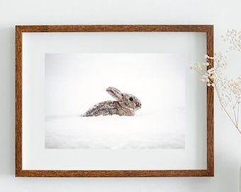 Powder Bunny - Cottontail Rabbit, Rabbit photography, Snow Hare, Canvas or Print